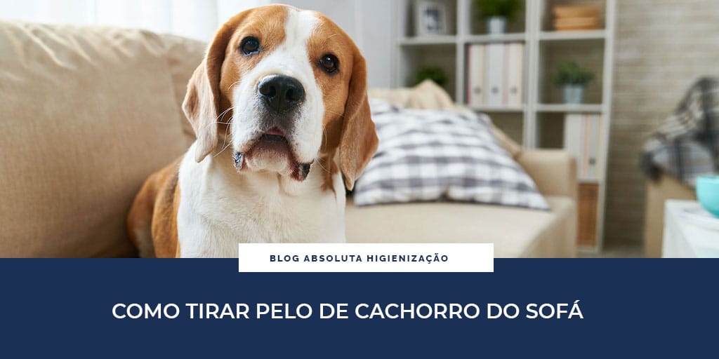 Como Tirar Pelo de Cachorro do Sofá | Absoluta Higienização